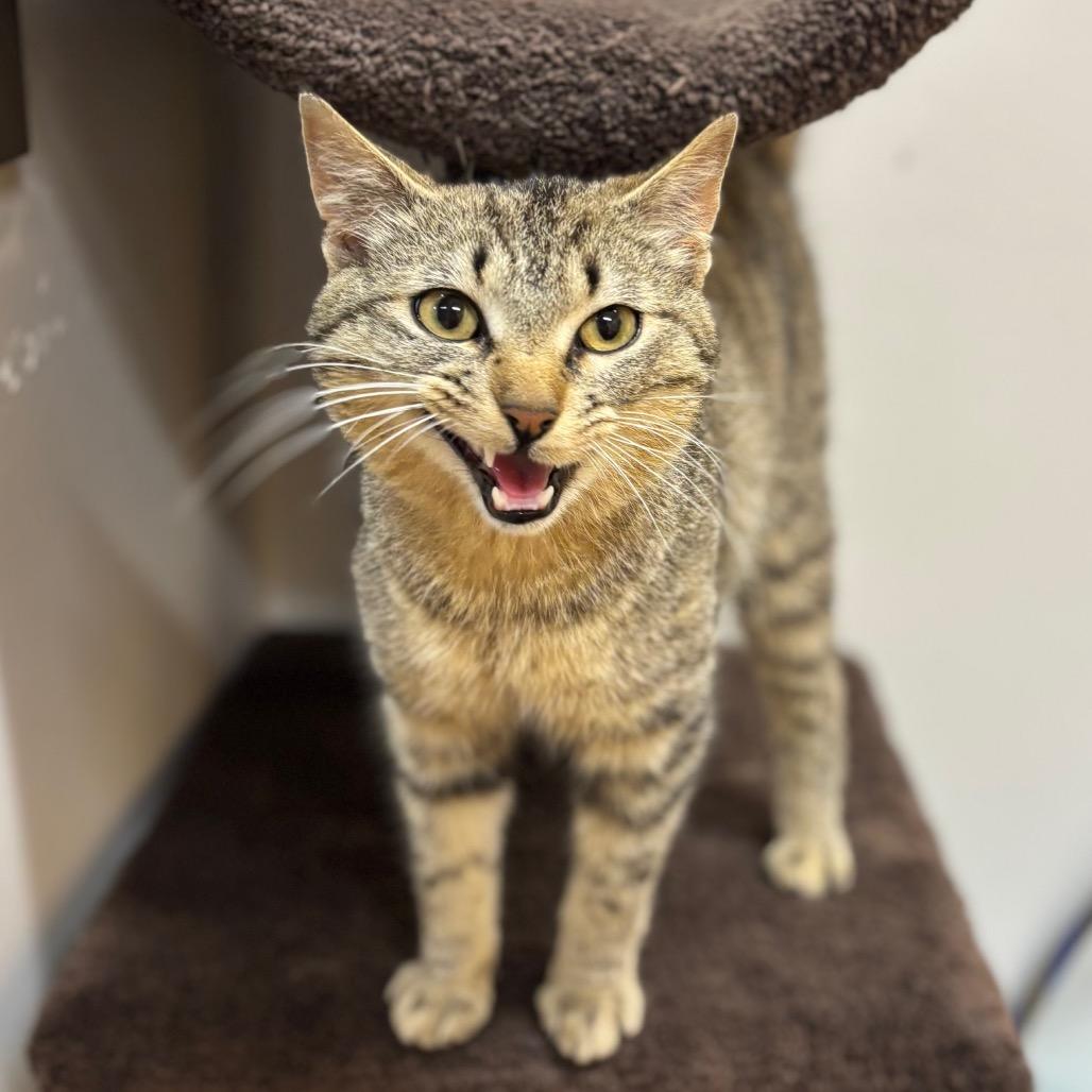 Pretzel Bun, a Adoptable Domestic Short Hair in Nashville, IN image 4/6