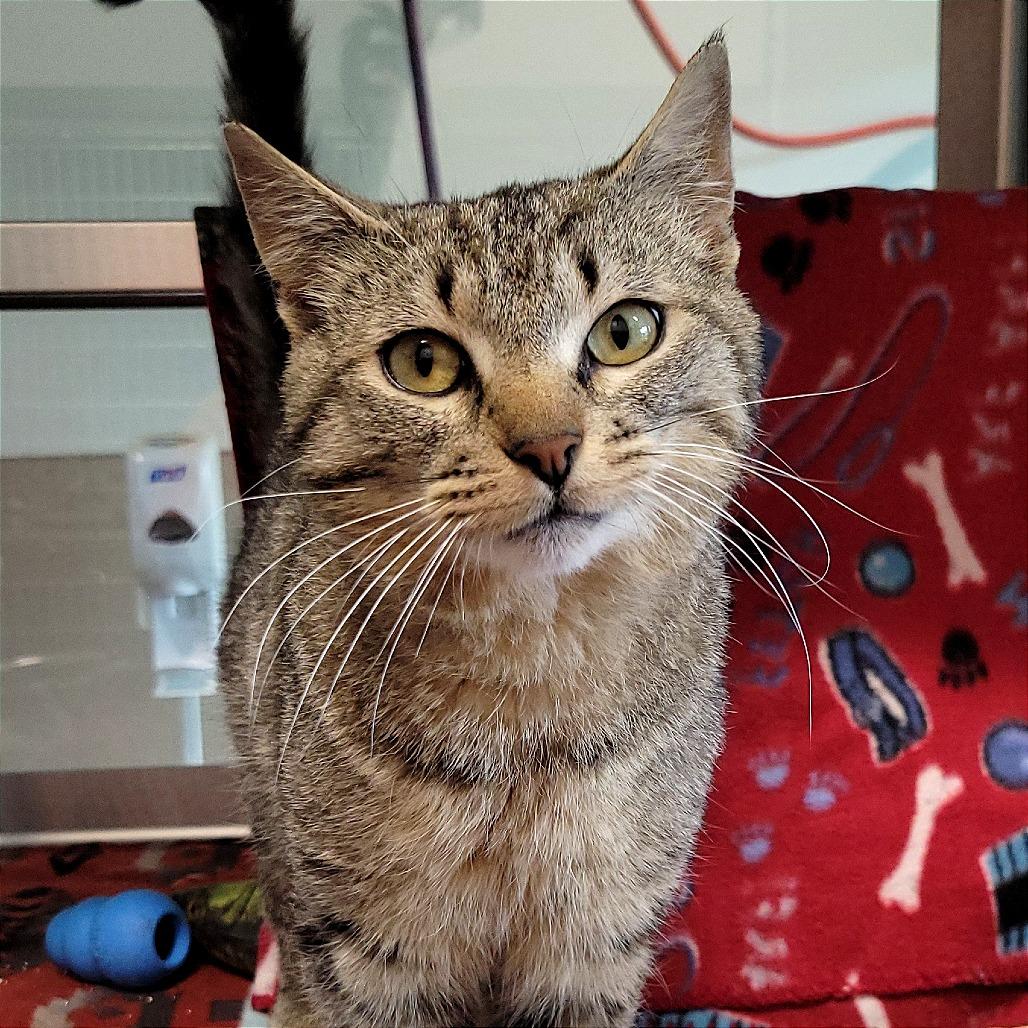 Pretzel Bun, a Adoptable Domestic Short Hair in Nashville, IN image 5/6