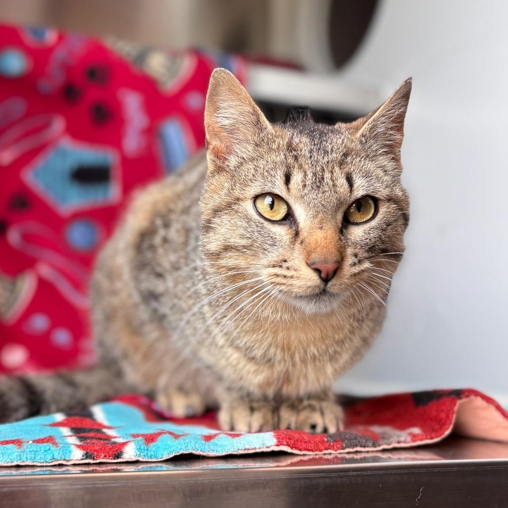 Pretzel Bun, a Adoptable Domestic Short Hair in Nashville, IN image 6/6