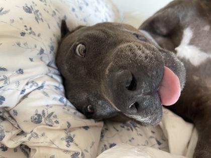 Opal, Adoptable, Adult Female Pit Bull Terrier & Mixed Breed.