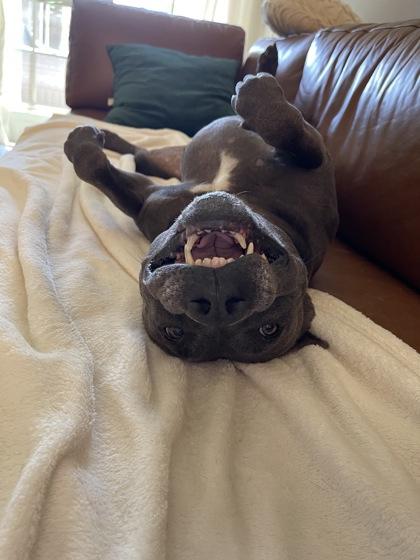 Opal, Adoptable, Adult Female Pit Bull Terrier & Mixed Breed.