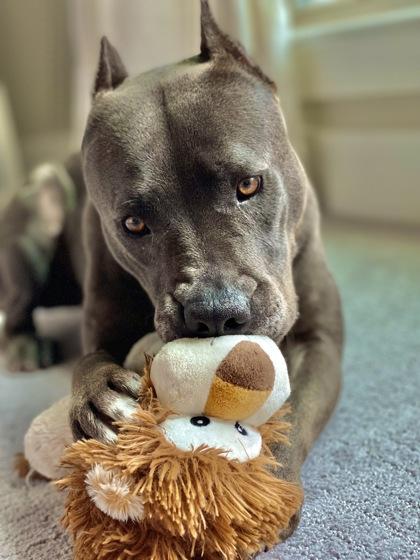 Opal, a Adoptable mixed breed in Fort Worth, TX image 3/3