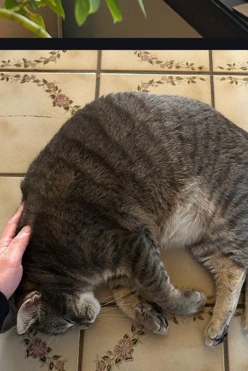 Rochester, Adoptable, Adult Female Domestic Short Hair.