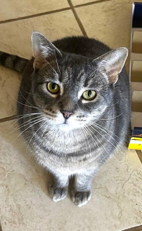 Rochester, a Adoptable Domestic Short Hair in Wheaton, IL image 2/3