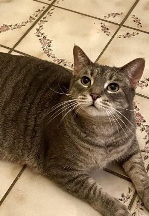 Rochester, a Adoptable Domestic Short Hair in Wheaton, IL image 3/3