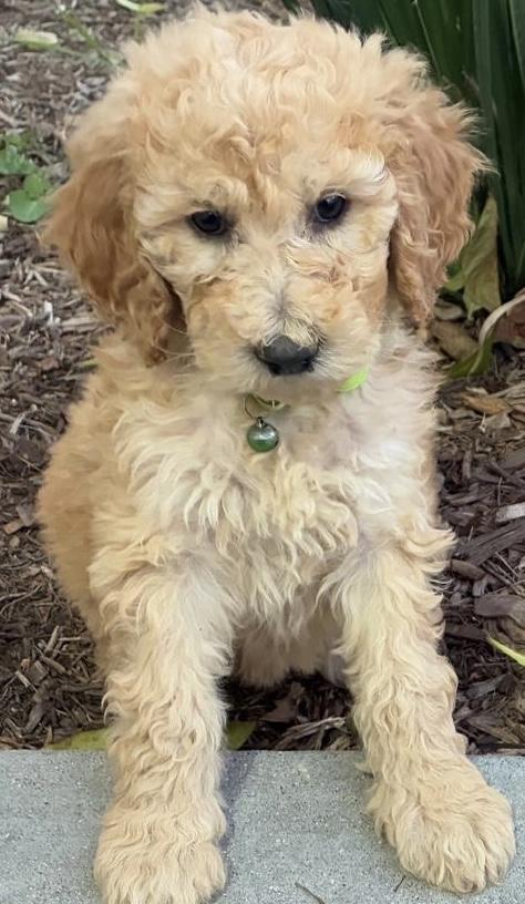 Enlarge Lance, a ADOPTABLE Goldendoodle in Cerritos, CA image 1/1