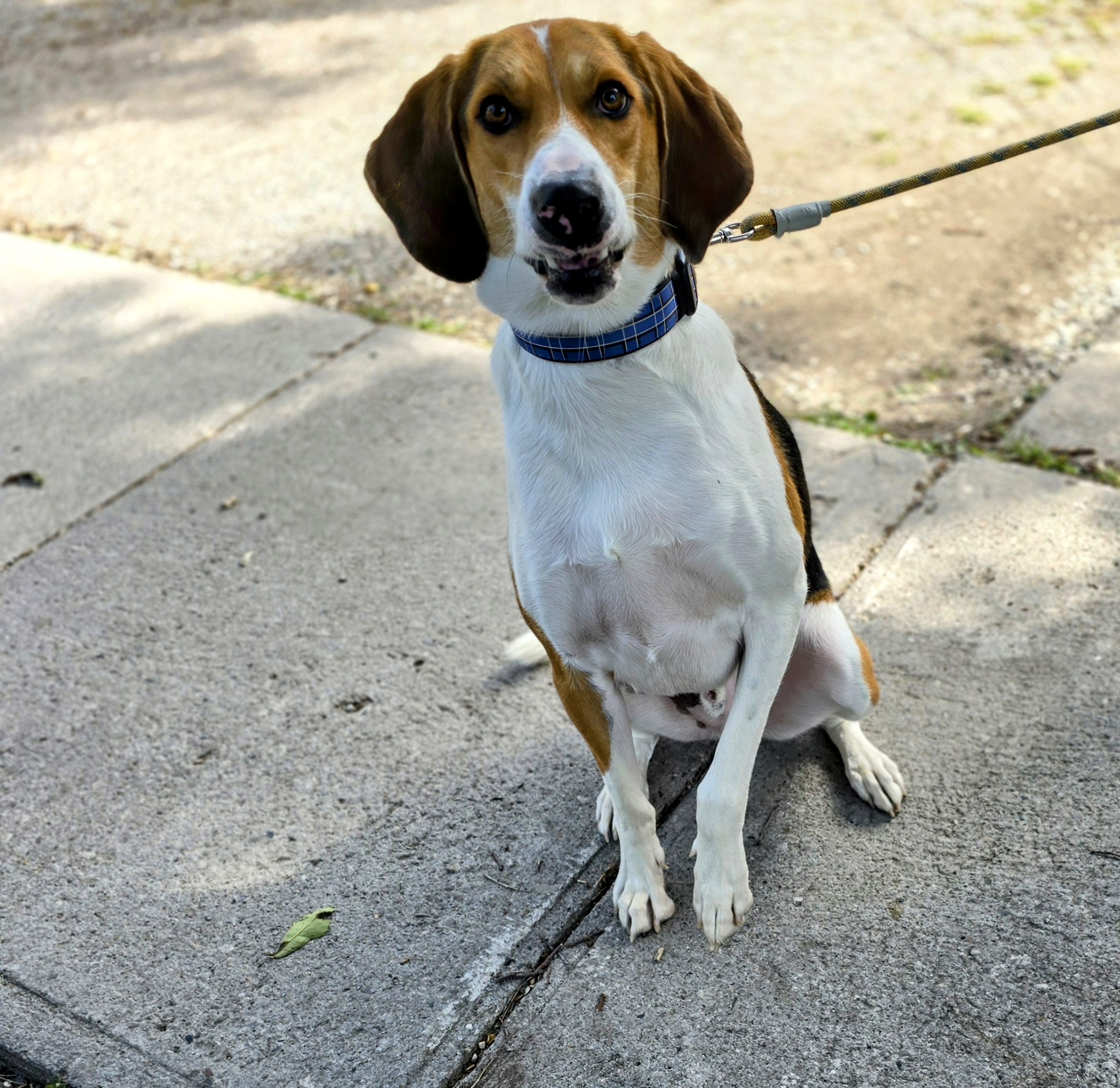 Sawyer, a good boy, a Adoptable mixed breed in Lucknow, ON image 5/5