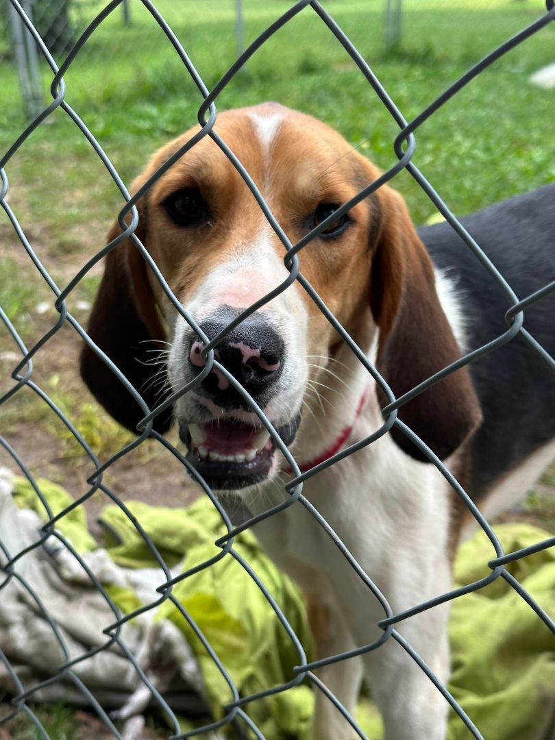 Sawyer, a good boy, a Adoptable mixed breed in Lucknow, ON image 3/5