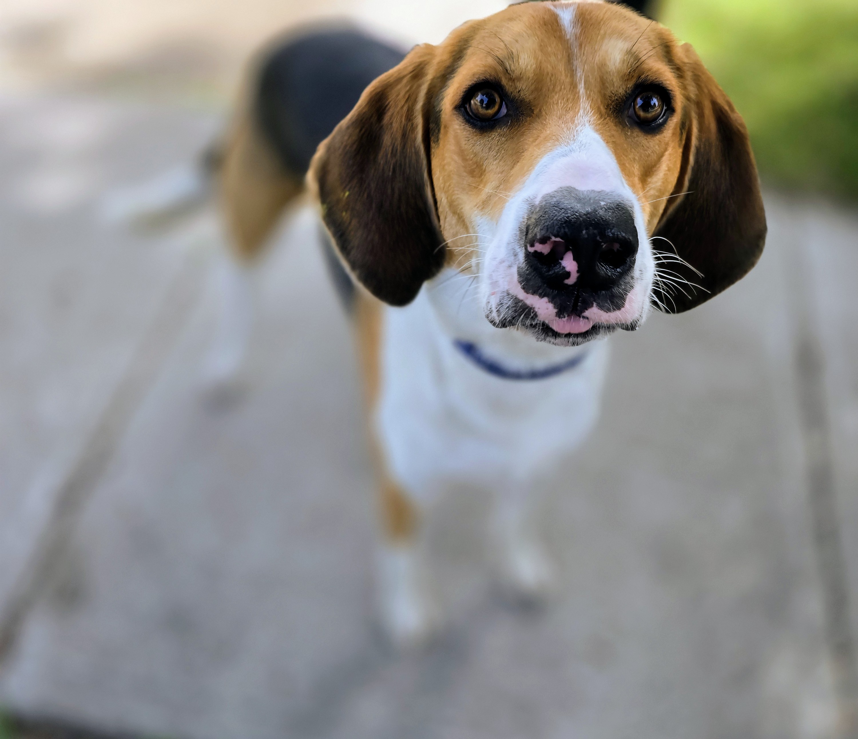Sawyer, a good boy, a Adoptable mixed breed in Lucknow, ON image 4/5