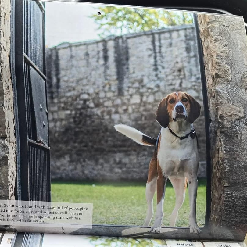 Sawyer, a good boy, a Adoptable mixed breed in Lucknow, ON image 1/5