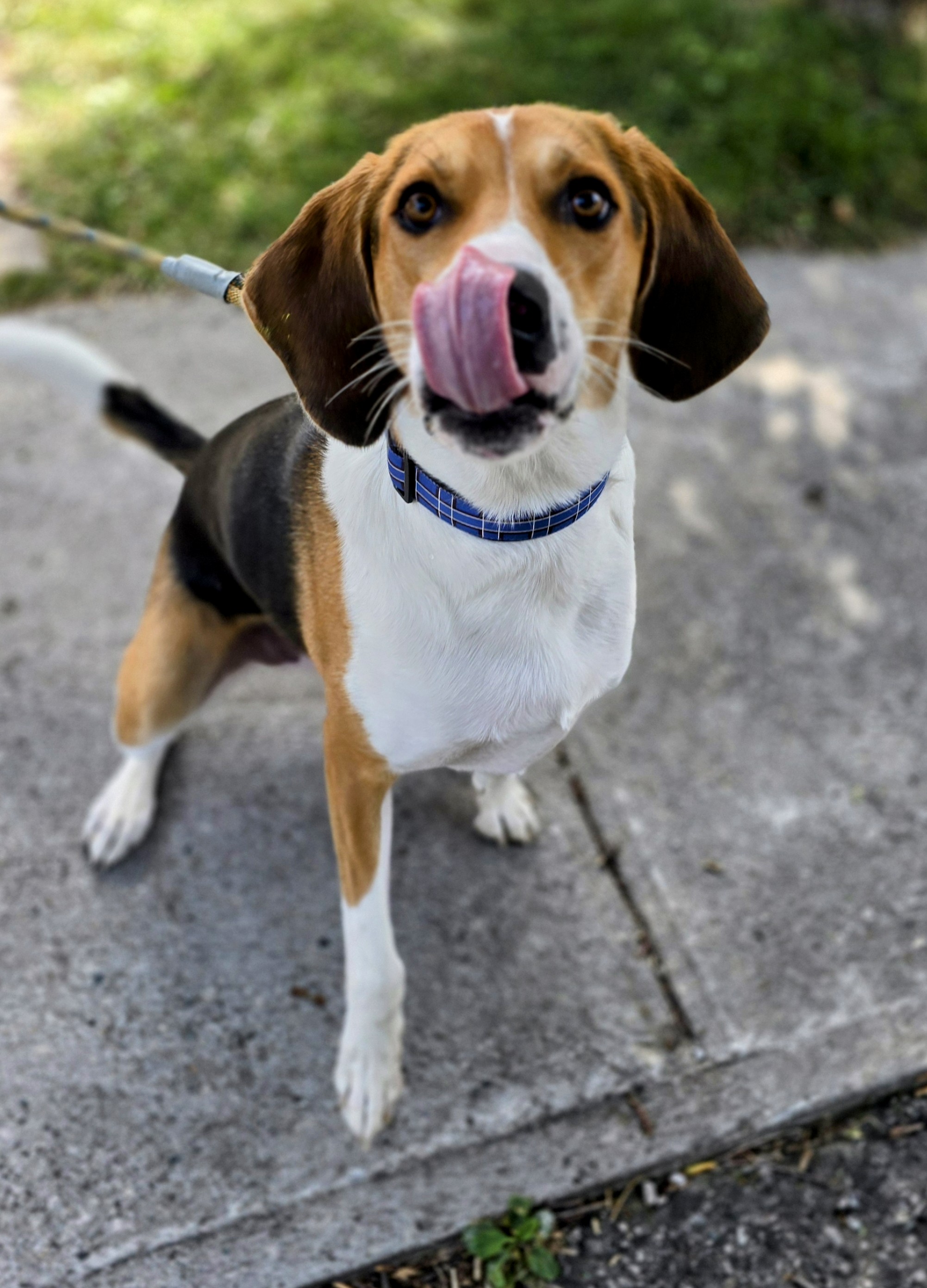 Sawyer, a good boy, a Adoptable mixed breed in Lucknow, ON image 2/5