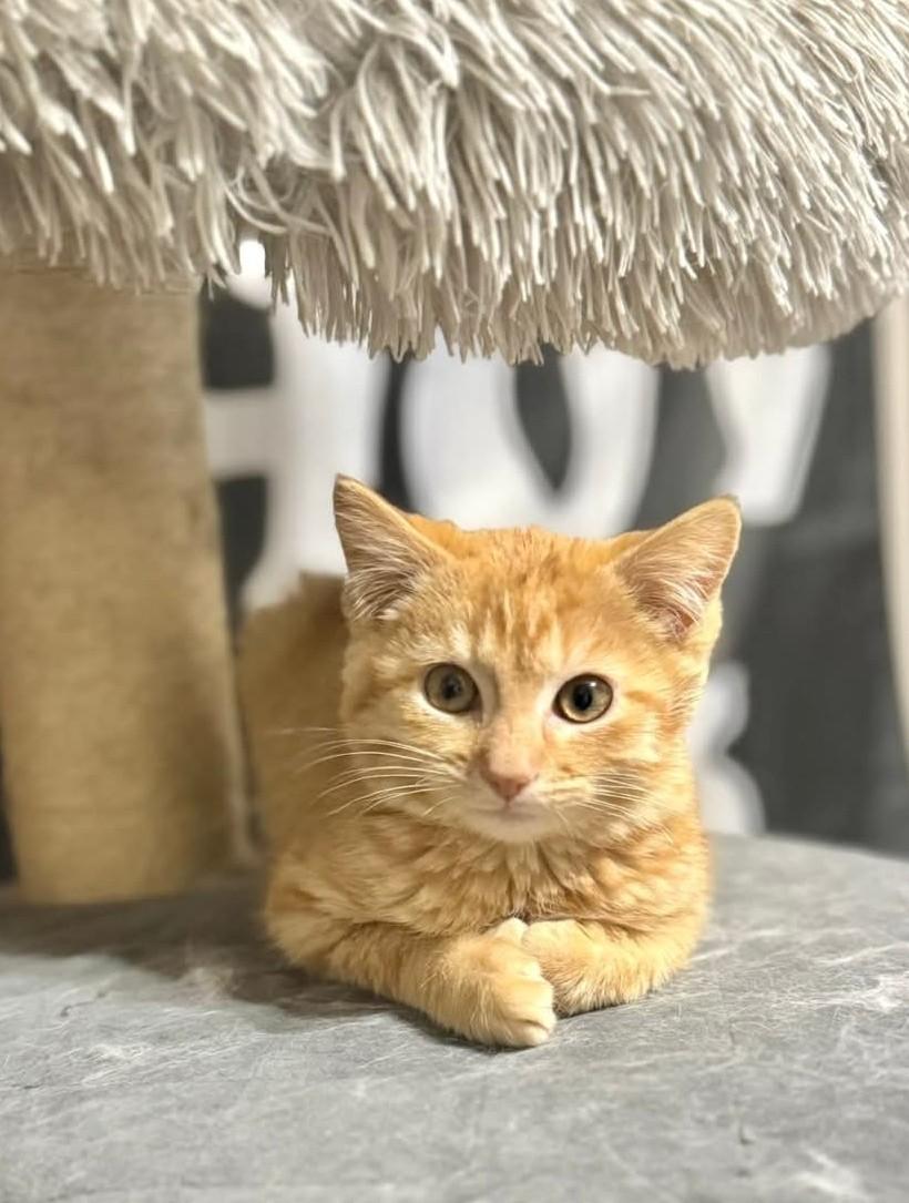 Cookie, ADOPTABLE, Kitten Male Domestic Short Hair.