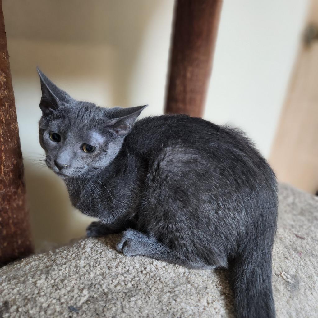 Granite, Adoptable, Young Male Domestic Short Hair.