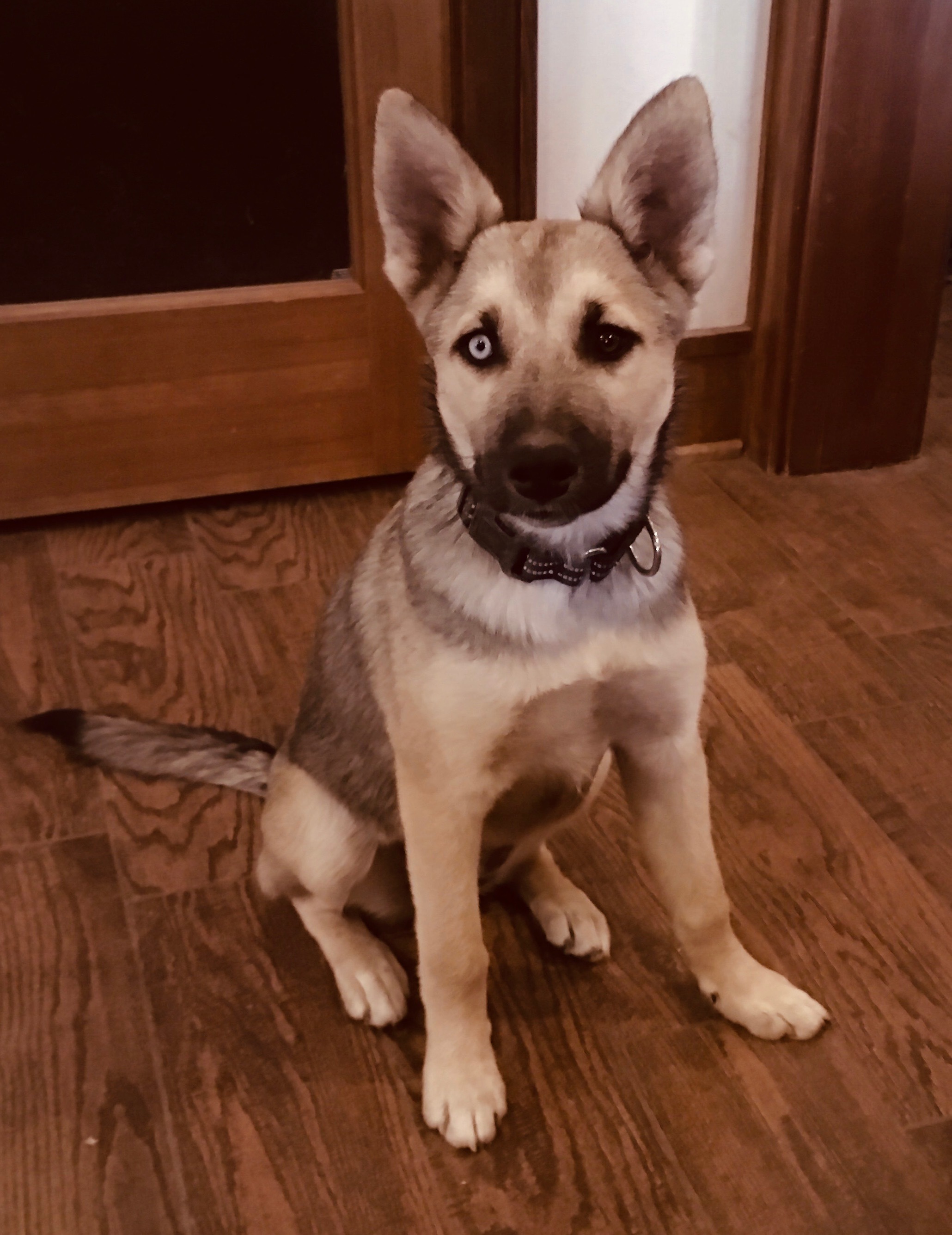 Juno, a Adopted mixed breed in MODESTO, CA image 1/3