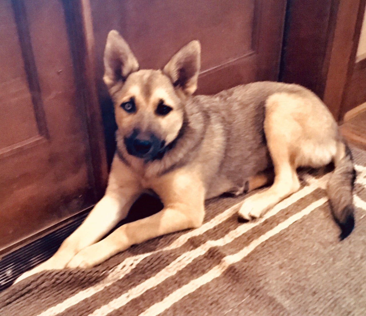 Juno, a Adopted mixed breed in MODESTO, CA image 2/3