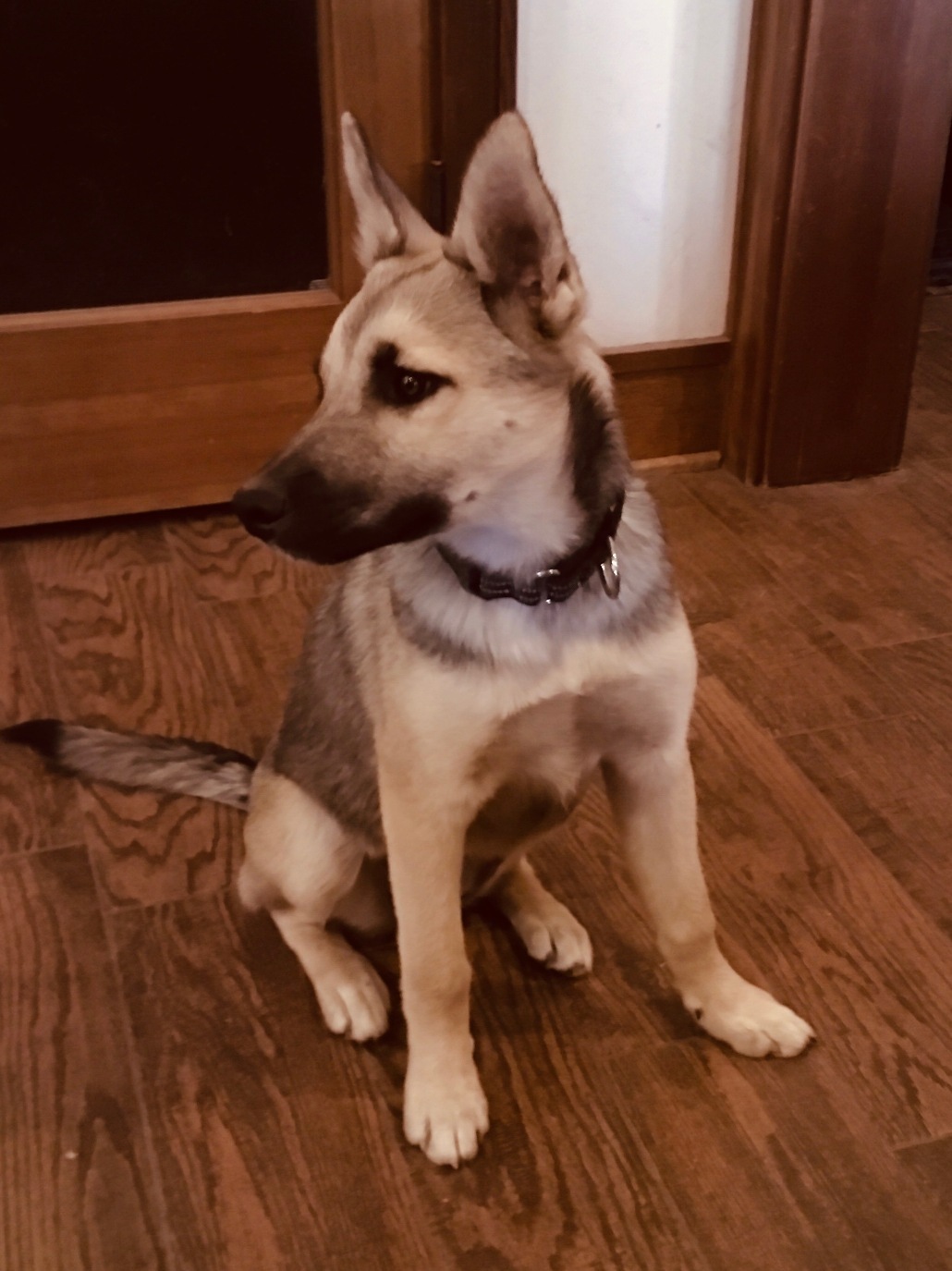 Juno, a Adopted mixed breed in MODESTO, CA image 3/3