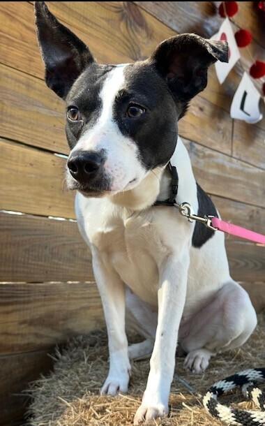 Enlarge Gidge, a Adoptable mixed breed in Washington, DC image 1/6