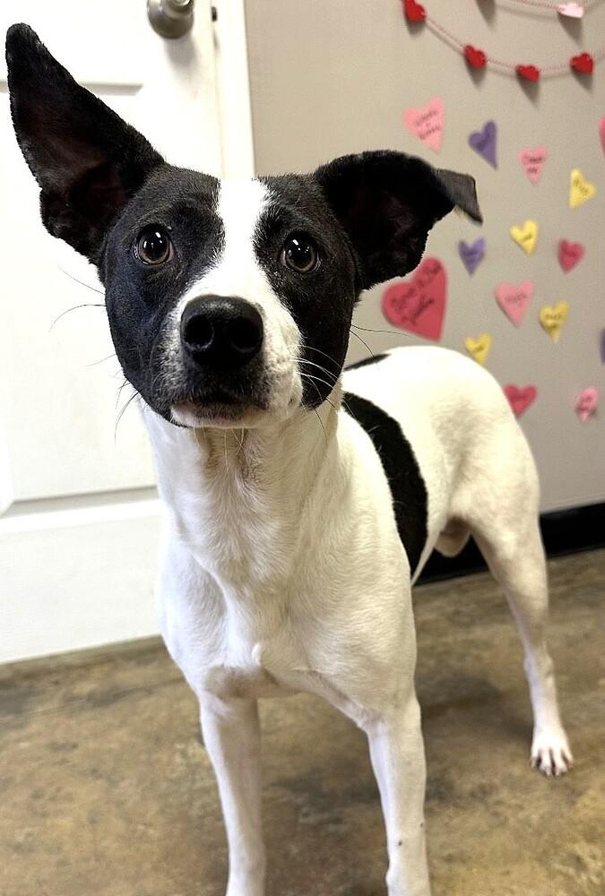 Enlarge Gidge, a Adoptable mixed breed in Washington, DC image 2/6