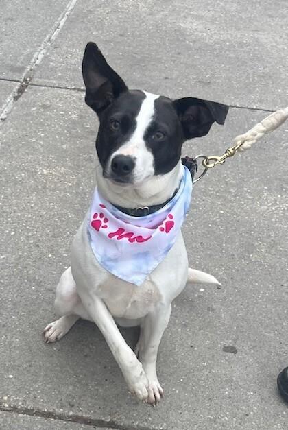 Enlarge Gidge, a Adoptable mixed breed in Washington, DC image 3/6