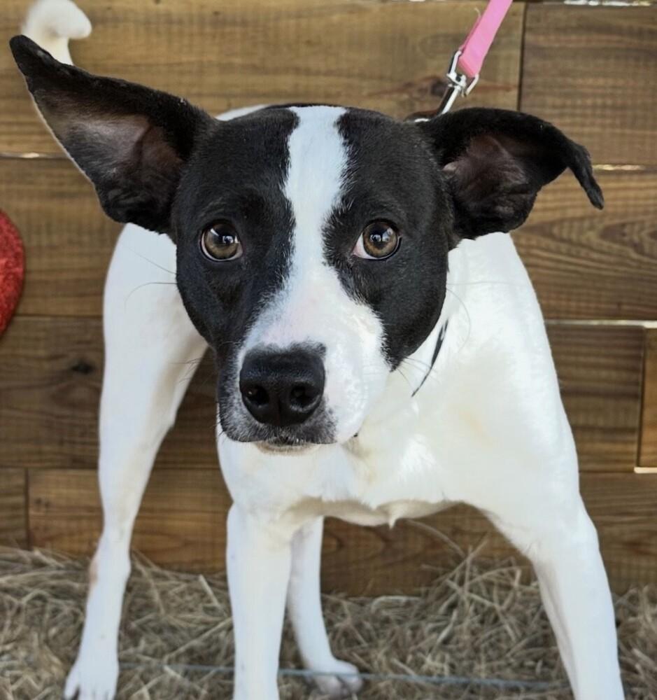 Enlarge Gidge, a Adoptable mixed breed in Washington, DC image 4/6