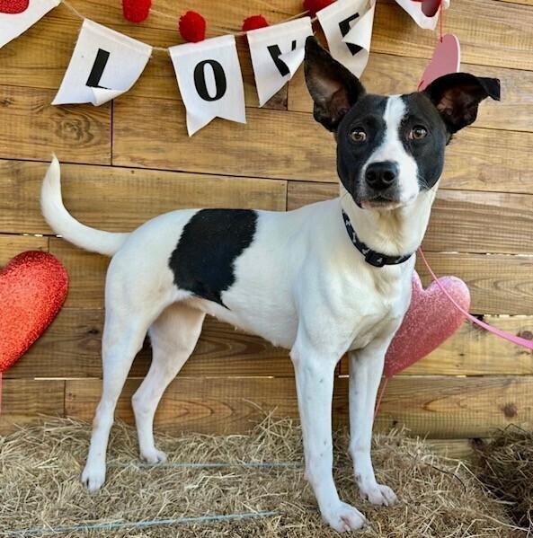 Enlarge Gidge, a Adoptable mixed breed in Washington, DC image 5/6