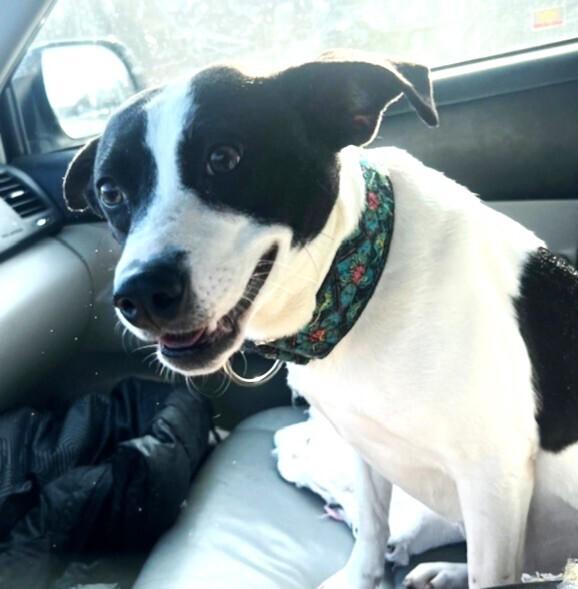 Enlarge Gidge, a Adoptable mixed breed in Washington, DC image 6/6