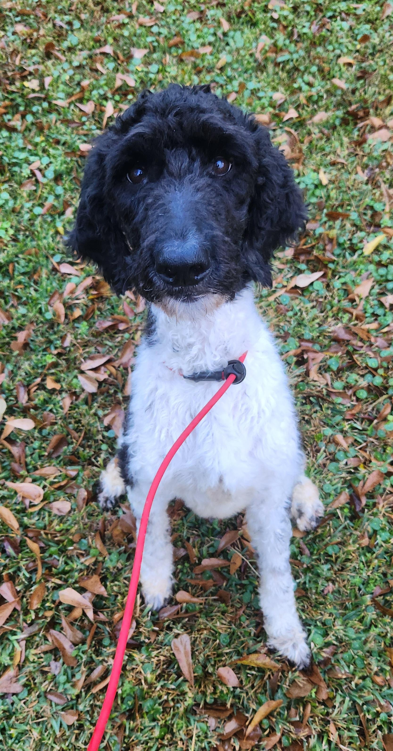 Kiwi -Taking Applications Only , ADOPTABLE, Adult Female Standard Poodle.