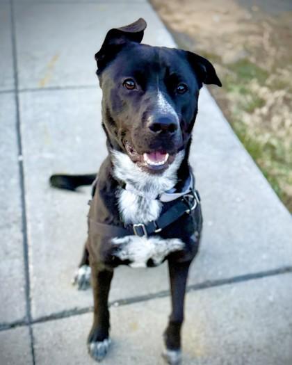 Dougie, Adoptable, Adult Male Labrador Retriever & Terrier.