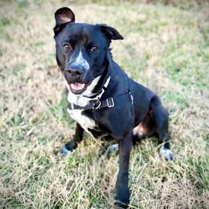 Enlarge Dougie, a Adoptable mixed breed in Washington, DC image 2/3