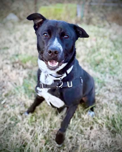 Enlarge Dougie, a Adoptable mixed breed in Washington, DC image 3/3