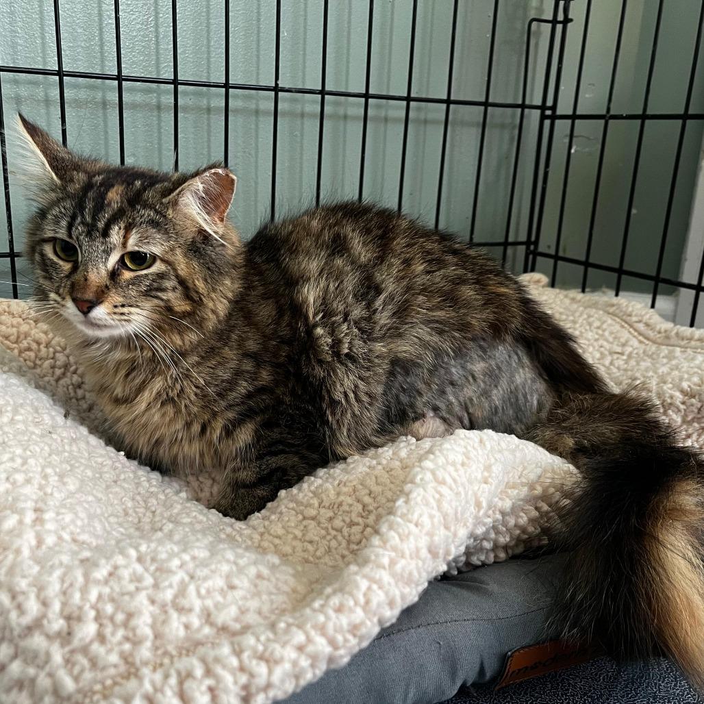 Trinity, Adoptable, Young Female Domestic Medium Hair.