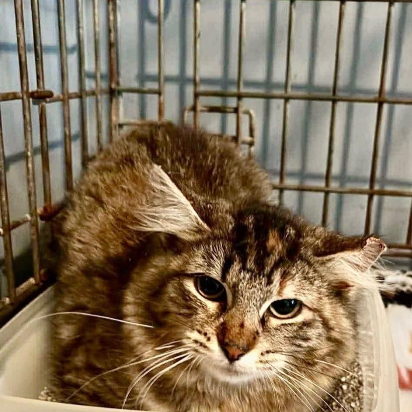 Enlarge Trinity, a Adoptable Domestic Medium Hair in Winchester, VA image 2/2