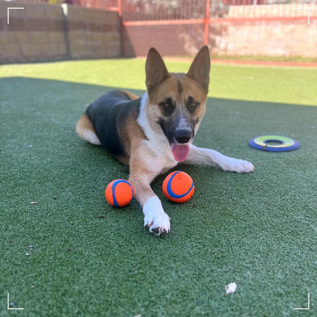 RUGBY, a Adoptable mixed breed in Upland, CA image 1/6