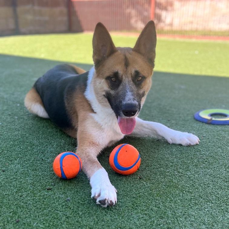 Enlarge RUGBY, a Adoptable mixed breed in Upland, CA image 1/6
