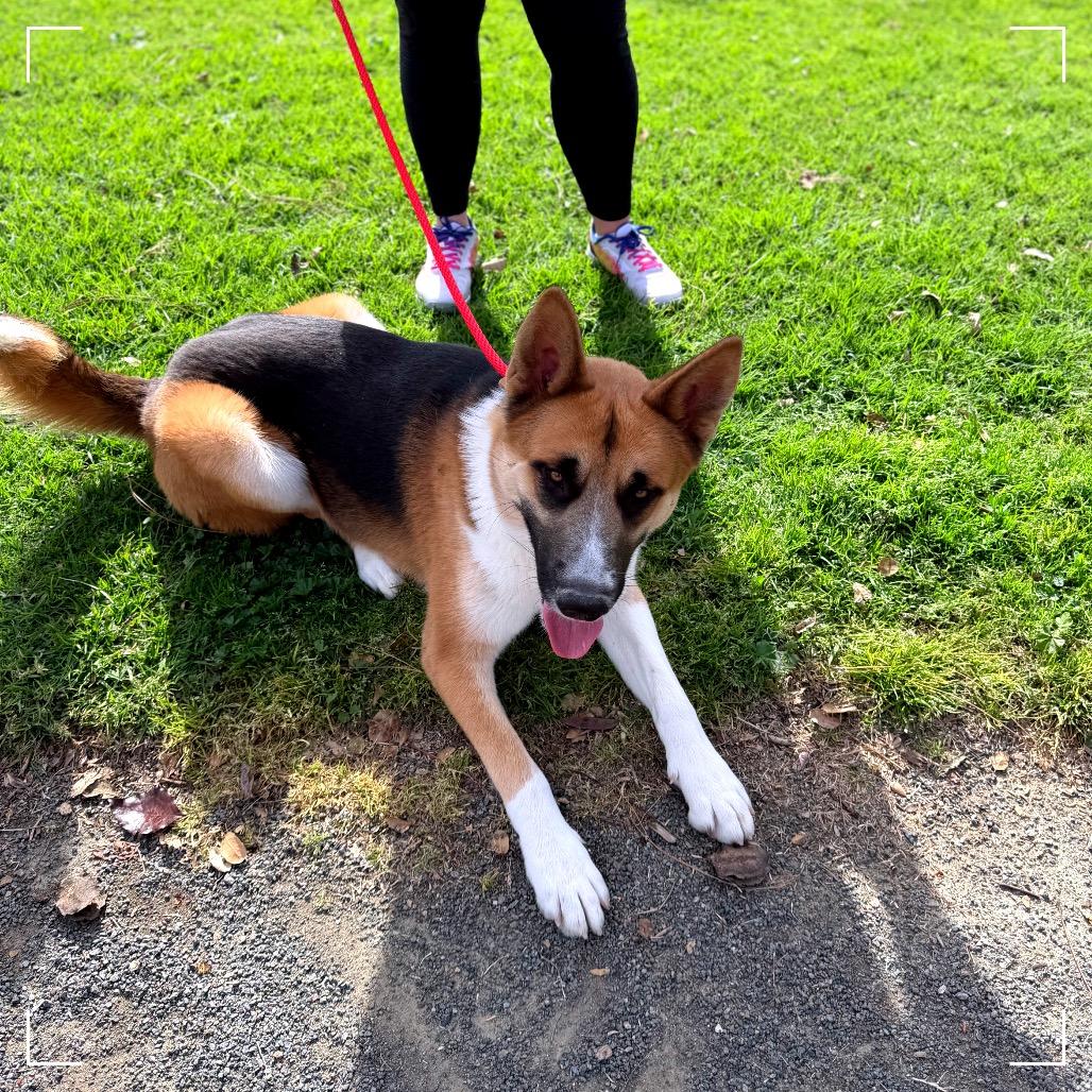 RUGBY, a Adoptable mixed breed in Upland, CA image 2/6