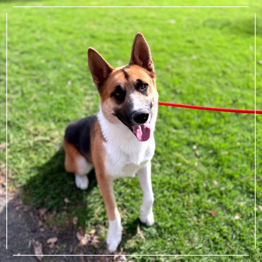 RUGBY, a Adoptable mixed breed in Upland, CA image 3/6