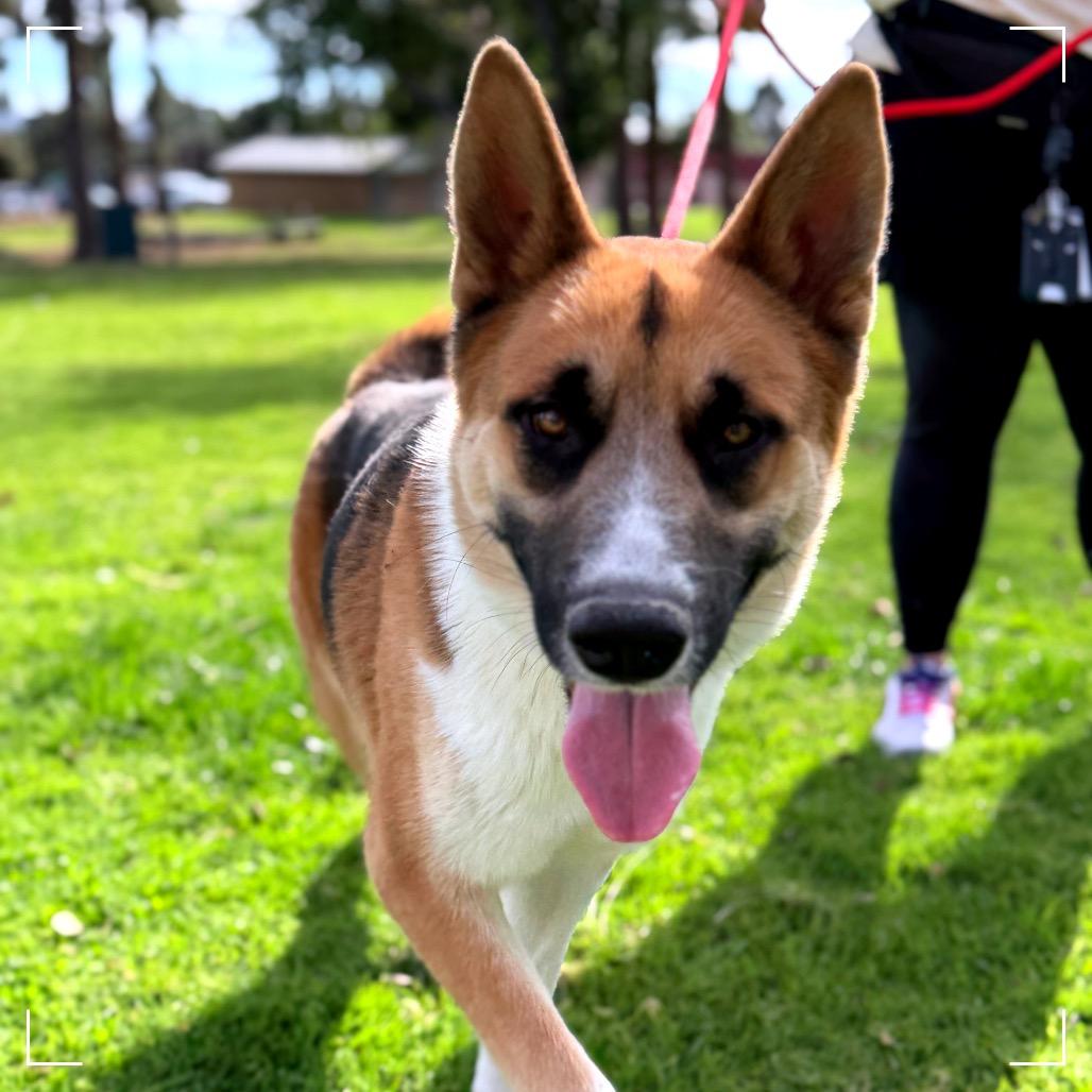 RUGBY, a Adoptable mixed breed in Upland, CA image 4/6