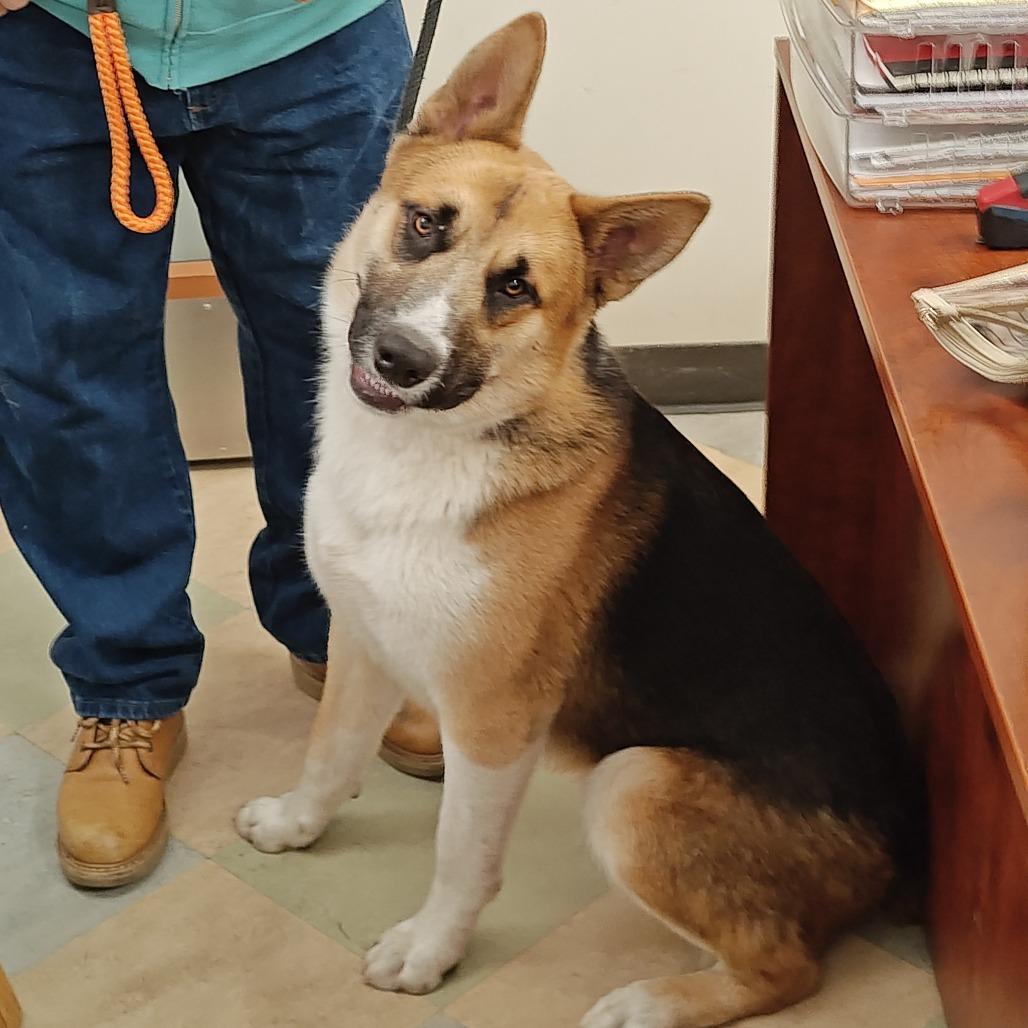 RUGBY, a Adoptable mixed breed in Upland, CA image 5/6