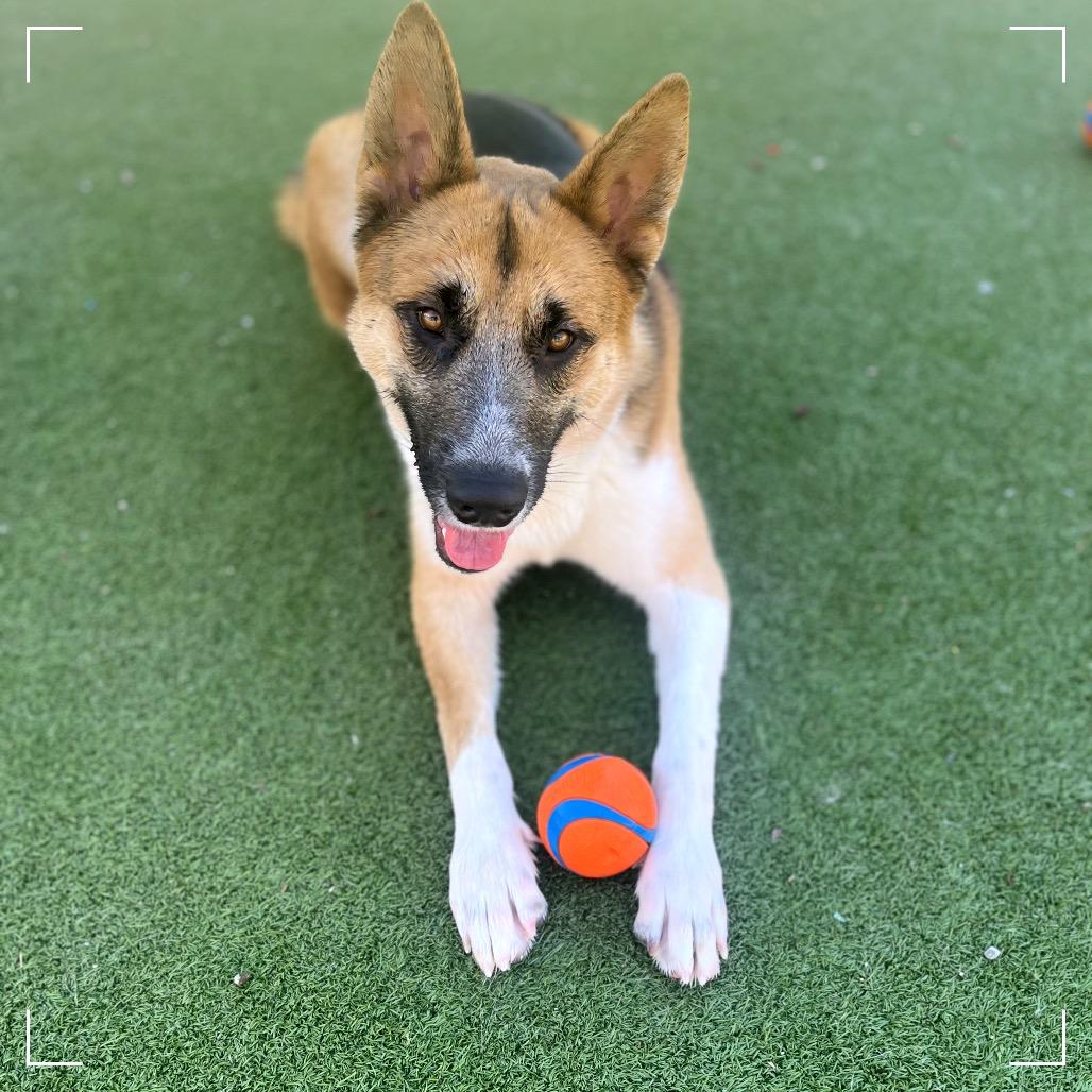 RUGBY, a Adoptable mixed breed in Upland, CA image 6/6