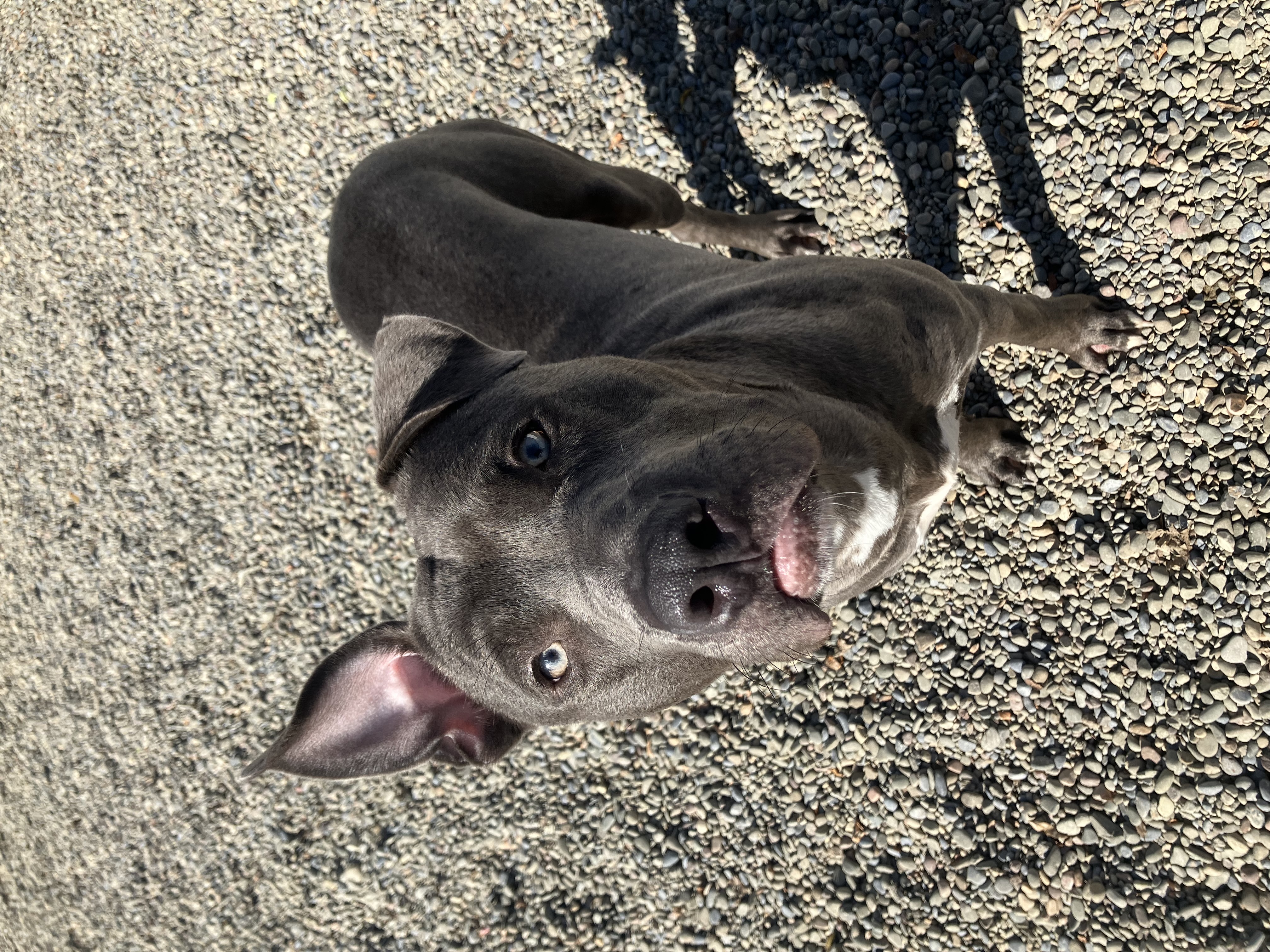 Dusty, Adult Male Mixed Breed