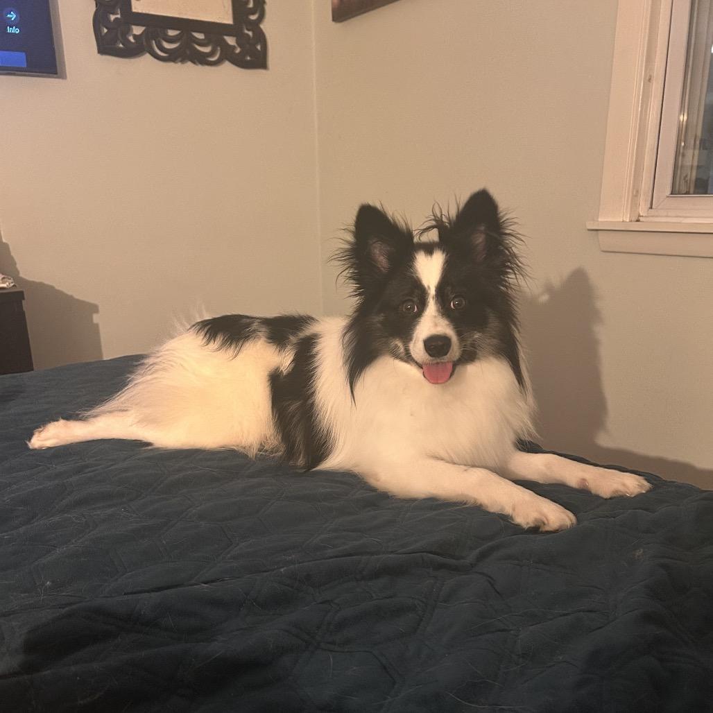 Moonie, Adoptable, Young Male Pomeranian & Husky.