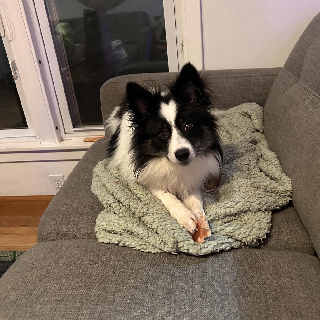 Enlarge Moonie, a Adoptable mixed breed in Crystal, MN image 2/6