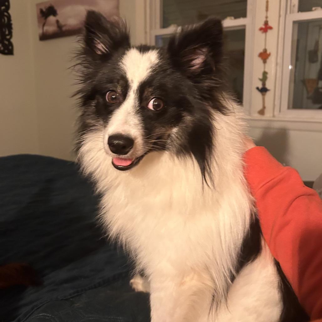 Enlarge Moonie, a Adoptable mixed breed in Crystal, MN image 3/6