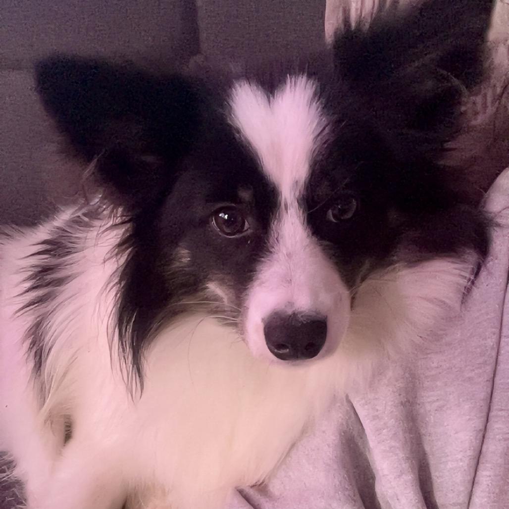 Enlarge Moonie, a Adoptable mixed breed in Crystal, MN image 4/6