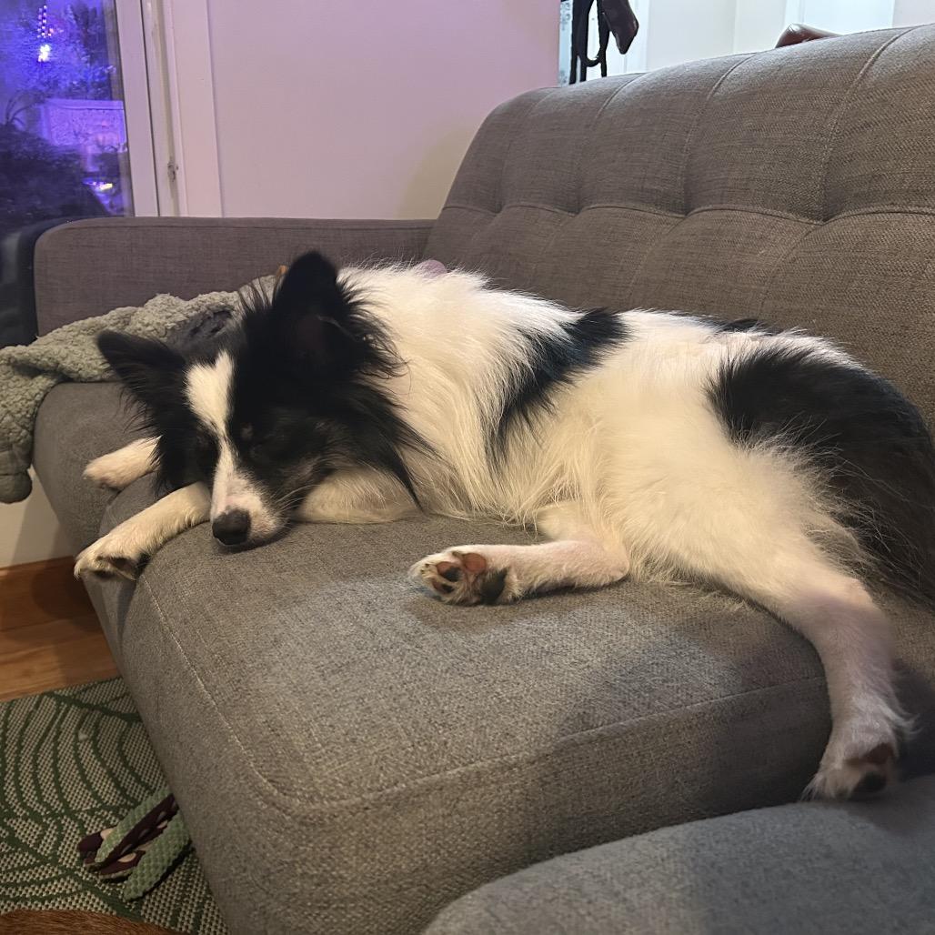 Enlarge Moonie, a Adoptable mixed breed in Crystal, MN image 5/6