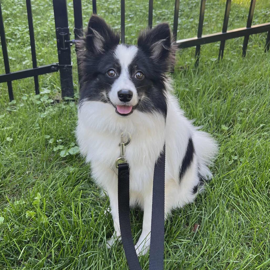 Enlarge Moonie, a Adoptable mixed breed in Crystal, MN image 6/6