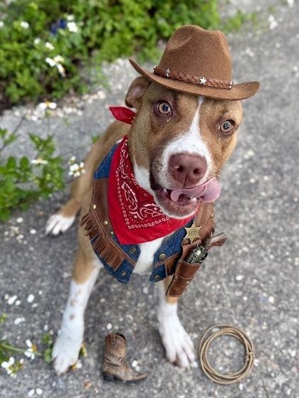 Desperado, Adoptable, Adult Male Mixed Breed & Mixed Breed.