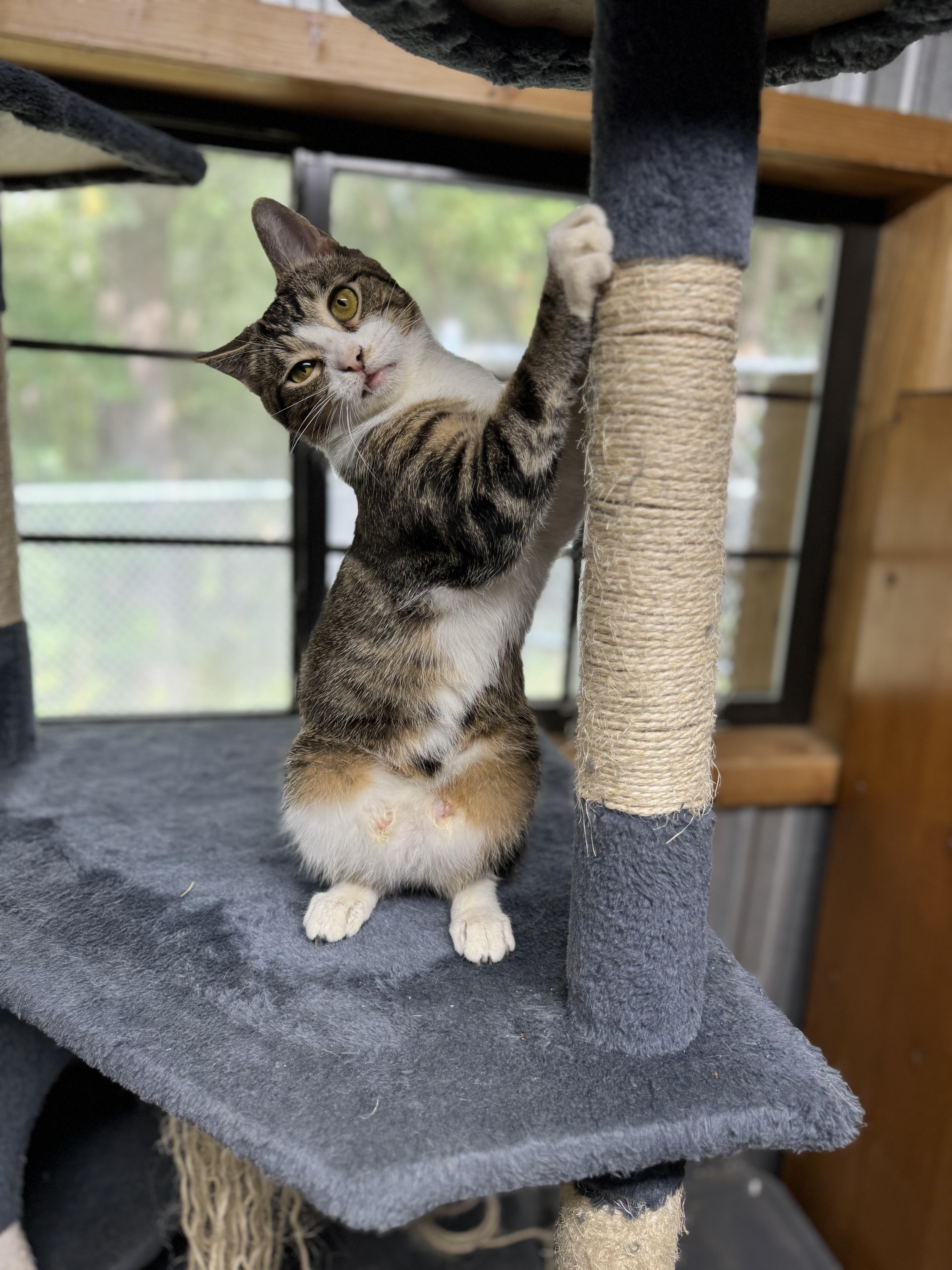 Enlarge Mona, a Adoptable Domestic Short Hair in Southington, CT image 1/2