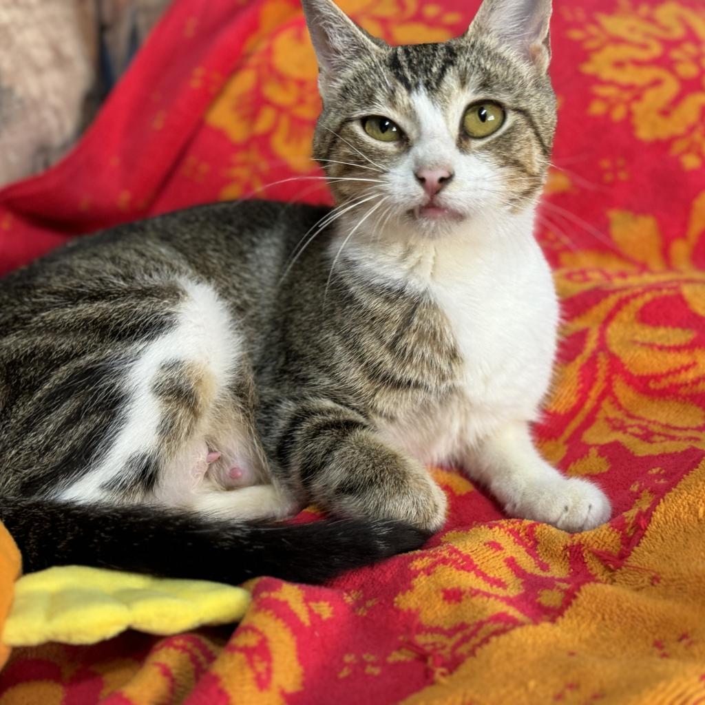 Enlarge Mona, a Adoptable Domestic Short Hair in Southington, CT image 1/2