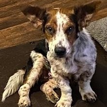 Tillie, ADOPTABLE, Adult Female Corgi.